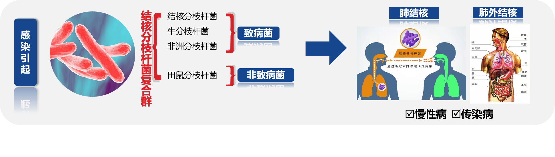 结核病感染路径.png