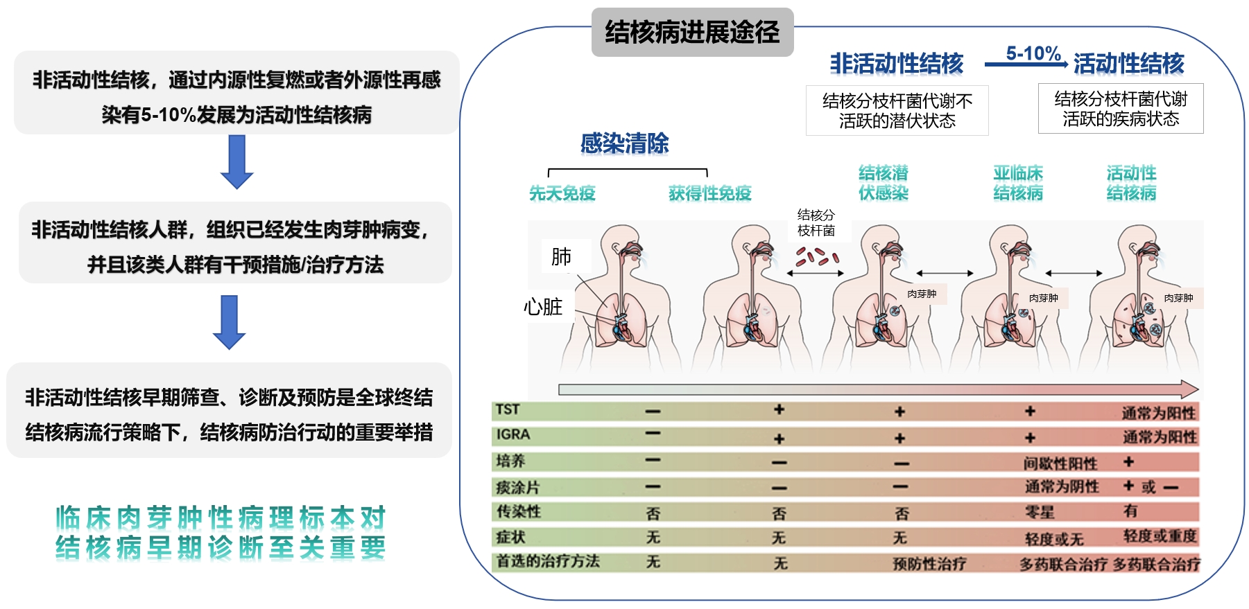 结核病传播路径.png