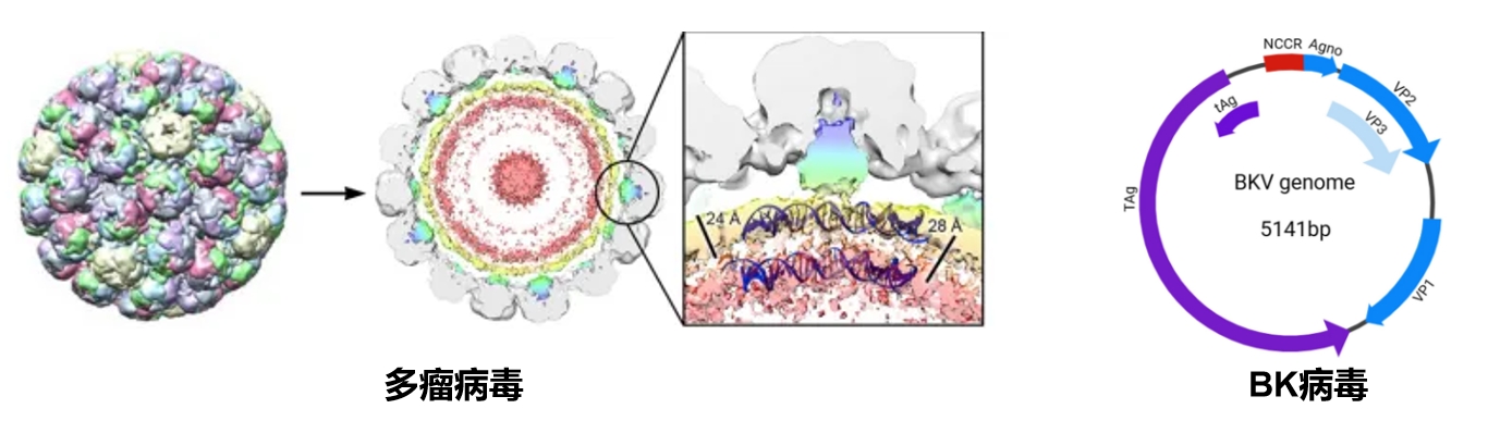 BK病毒介绍.png