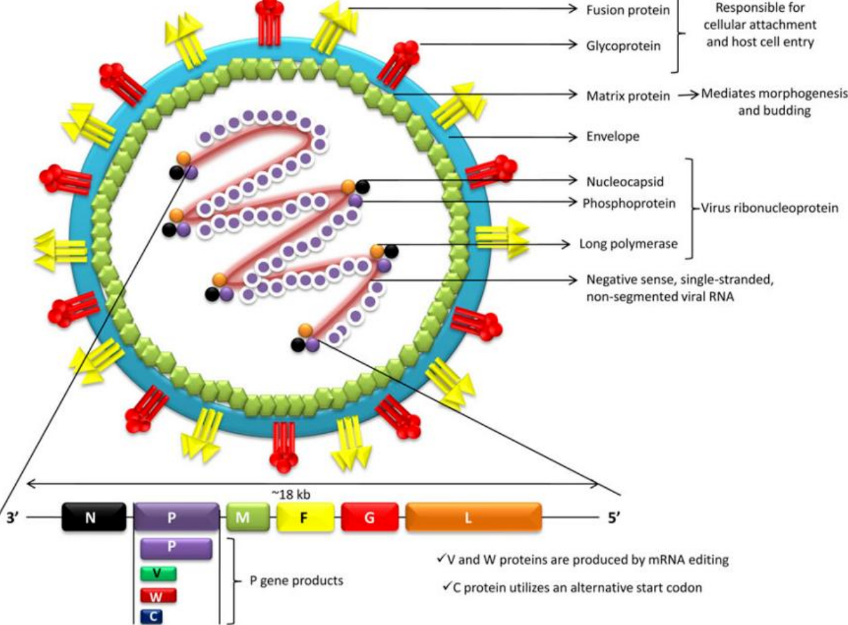 防控尼帕，精准护航//鑫诺基因尼帕病毒核酸检测试剂重磅上线，助力尼帕病毒感染早筛